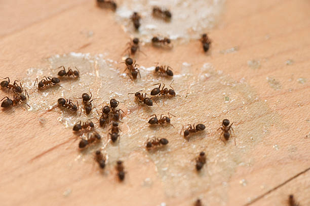 Coos Bay, OR Pest Control Company