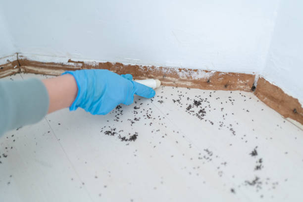 Insect Control in Coos Bay, OR